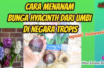 Cara Menanam Bunga Hyacinth di Indonesia