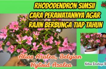 Cara Merawat Rhododendron Simsii Agar Rajin Berbunga Tiap tahun