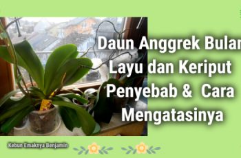 Daun Anggrek Bulan Layu dan Keriput Penyebab Berikut Cara Mengatasinya