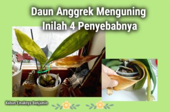 Daun Anggrek Menguning Inilah 4 Penyebabnya
