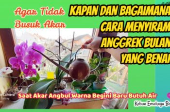Kapan dan Bagaimana Cara Menyiram Anggrek Bulan yang Benar