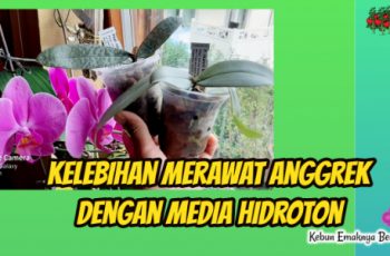 Kelebihan Merawat Anggrek dengan Media Hidroton