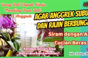 Manfaat Air Cucian Beras untuk Tanaman Anggrek