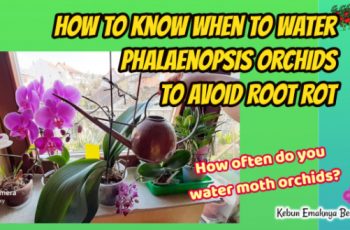When Is the Best Time of Day to Water Phalaenopsis Orchids?