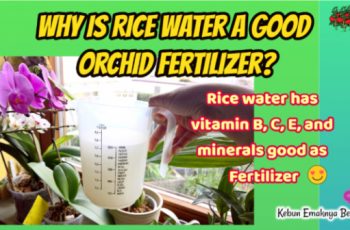 What Contains In Rice Water Why is Rice Water a Good Orchid Fertilizer?