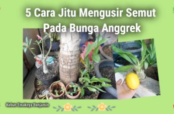 Anggrek Dikerubungi Semut Ini 5 Cara Mengusir Semut Pada Tanaman Anggrek
