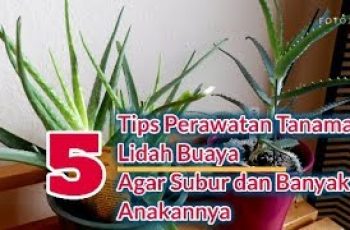 5 Tips Merawat Lidah Buaya Tanaman Hias Agar Subur