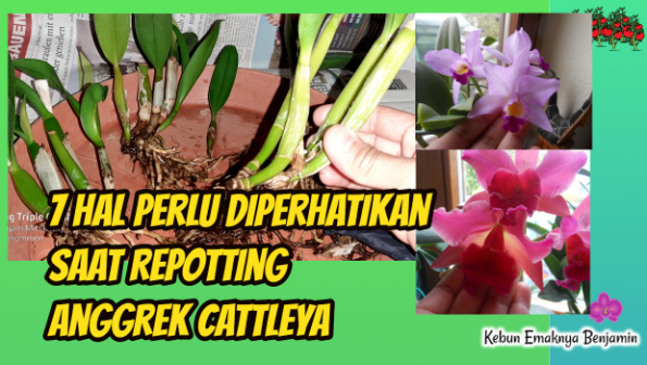 7 Hal Perlu diperhatikan Saat Repotting Anggrek Cattleya
