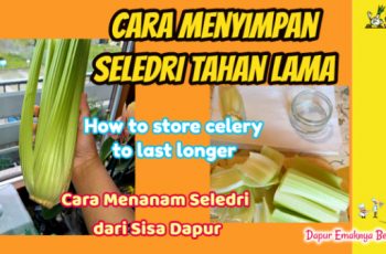 Cara Menyimpan Seledri Tahan Lama dan Cara Menanam Seledri dari Sisa Dapur