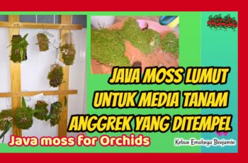 Media Tanam Anggrek yang Ditempel Java Moss Lumut Hidup