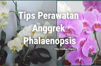 Tips Cara Merawat Anggrek Bulan Agar Rajin Berbunga Tiap Tahun