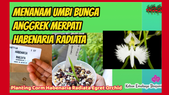 Menanam Biji Anggrek Merpati Habenaria Radiata
