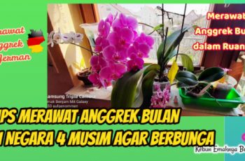 Tinggal di Negara 4 Musim Ini 4 Tips Merawat Anggrek Bulan Agar Berbunga
