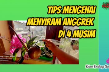 Tips Mengenai Menyiram Anggrek di 4 Musim