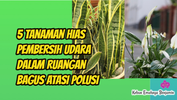 5 Tanaman Hias Pembersih Udara Dalam Ruangan Bagus Atasi Polusi