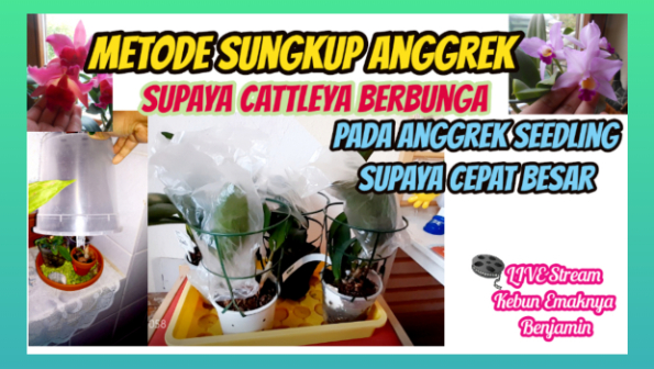 Metode Sungkup Pada Anggrek Cattleya dan Seedling Bikin Anggrek Berbunga dan Subur