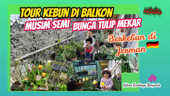 Musim Semi Bunga Tulip Mekar di Kebun Balkoni