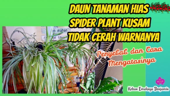 Cara Mengatasi Daun Tanaman Hias Spider Plant Pucat Memutih