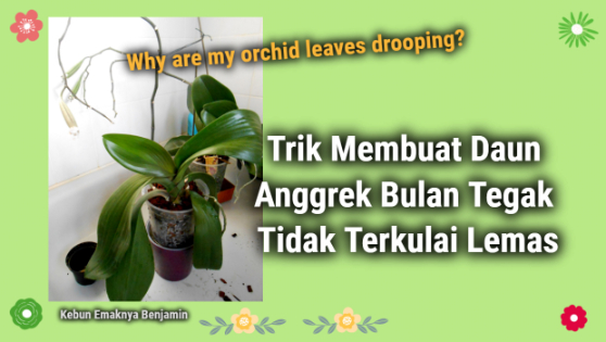 Trik Membuat Daun Anggrek Bulan Tegak Tidak Terkulai Lemas