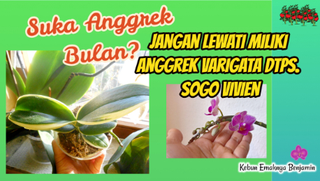 Uniknya Anggrek Variegata Doritaenopsis Sogo Vivien