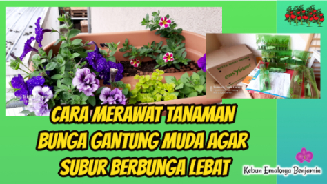 Cara Merawat Tanaman Bunga Gantung Muda agar Subur Berbunga Lebat