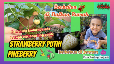Petik Buah Strawberry Putih Pineberry | Berkebun di Balkon Rumah