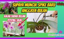 Begini Cara Memotong Tangkai Bunga Anggrek Bulan yang Tidak Produktif Lagi