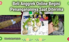 Beli Anggrek Online Begini Penanganannya Saat Diterima