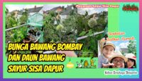 Bunga Bawang Bombay dan Daun Bawang Hasil Nanam Sayur Sisa Dapur