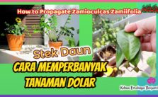 Gampang Banget Stek Daun Cara Memperbanyak Tanaman Dolar