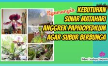 Ingin Merawat Anggrek Paphiopedilum agar Subur Berbunga Pahami Kebutuhan Sinar Matahari yang dibutuhkannya
