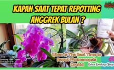 Kondisi Begini Saat Tepat Repotting Anggrek Bulan