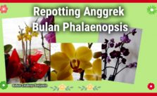 Mengganti Media Tanam Anggrek Bulan Phalaenopsis