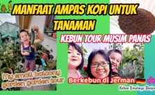 Pemanfaatan Ampas Kopi Sebagai Pupuk | Kebun Tour Musim Panas
