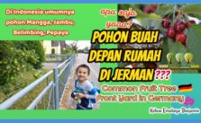 Pohon Buah Depan Rumah yang Umumnya ditanam di Jerman