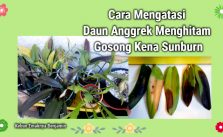 Cara Mengatasi Daun Anggrek Menghitam Gosong Kena Sunburn