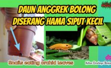 Mengatasi Hama Siput Kecil pada Anggrek Tanpa Bahan Kimia