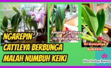 Bukan Berbunga Malah Anggrek Cattleya Tumbuh Keiki Hal Ini Penyebabnya