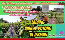Ladang Bunga Potong di Jerman Tanpa Penjaga Pembeli Petik dan Hitung Sendiri yang dibeli Uang Masukin Tong