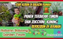 Tour Kebun di Balkon Rumah Sambil Panen Timun dan Zucchini Terakhir