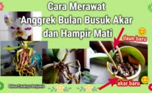 Cara Atasi Kuntum Anggrek Bulan Rontok Tiba-tiba Karena Akar Kena Cendawan Root Rot Istilahnya