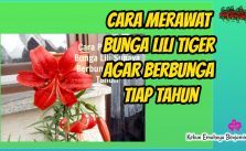 Cara Merawat Bunga Lili Tiger Agar Berbunga Tiap Tahun
