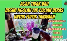 Air Cucian Beras Bagus Sebagai Pupuk Tanaman Begini Mengolahnya Agar Tidak Bau