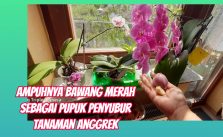 Ampuhnya Bawang Merah sebagai Pupuk Penyubur Tanaman Anggrek