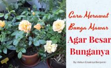 Cara Merawat Tanaman Mawar Agar Besar Bunganya