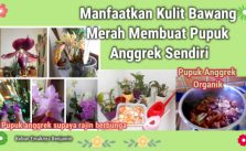 Manfaat Kulit Bawang Merah untuk Anggrek dan Cara Mengolahnya Sebagai Pupuk