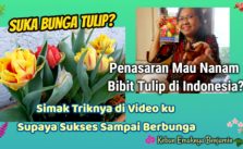 Cara Menanam Tulip di Negara Tropis Seperti Indonesia