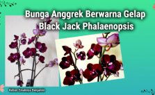 Uniknya Bunga Anggrek Bulan Hitam Phalaenopsis Blackjack