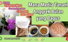 5 Macam Media Tanam Anggrek Bulan yang Bagus Bikin Subur