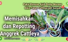 Memisahkan dan Repotting Anggrek Cattleya Agar Berbunga
